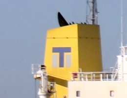 Dalian Tiger Shipping Limited Dalian Tiger Shipping Limited chinesische Reederei mit Sitz in Zhongshan Qu Dalian FOTO: TS ALPHA [IMO:9719329]